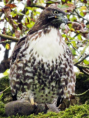 Hawk Shot in Head with Nail Gun Doing Well After Rescue