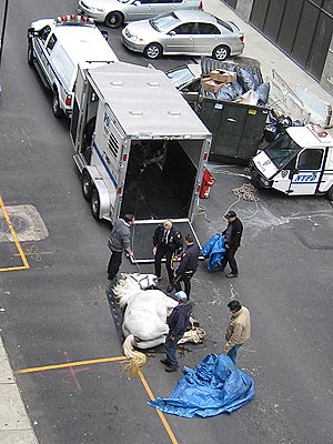 N.Y.C. Carriage Horse That Collapsed Had Ulcer