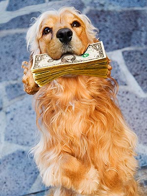The Water Bowl: Florida Dog Eats $1,000 in Cash