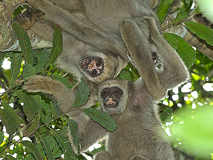 Monkey Moms Find Girlfriends for Sons