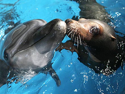 Interspecies Smooch! Dolphin and Seal Share a Peck