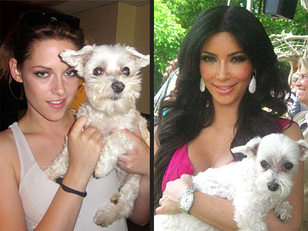 Call the Pup-arazzi! Dog Breaks World Record for Most Celebrity Photos
