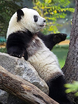 Cute Photo: Panda Po Sticks Out Its Tongue