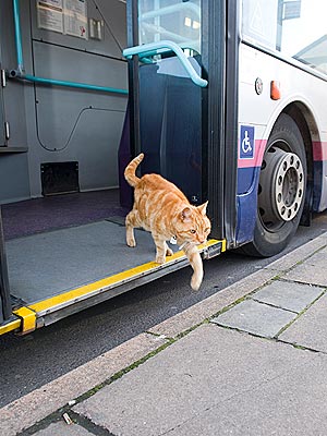 Cat Rides Bus Without Paying Fare