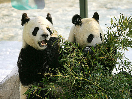 Giant Pandas Debut at Edinburgh Zoo in Scotland