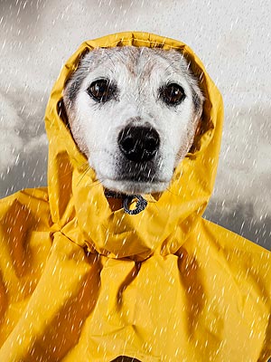 Hurricane Sandy: Pets Preparation
