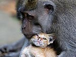 Warm Wishes! Cute Animals Cuddling