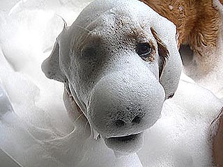 Pets Getting Baths