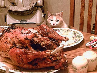 Show Us Your Hungry Pets