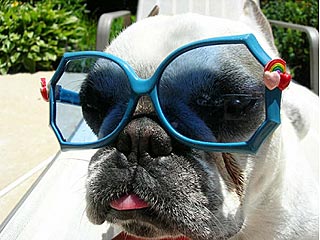 Show Us Your Pets in Sunglasses