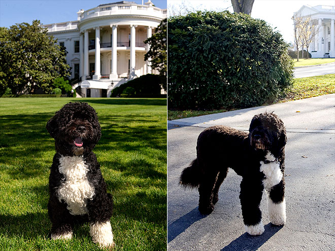 Happy Anniversary, Bo Obama!