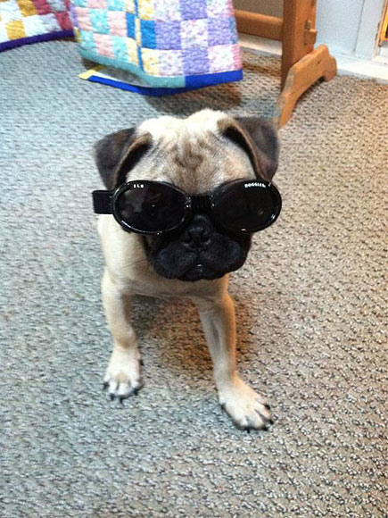 The Cutest Pets on Twitter This Week!