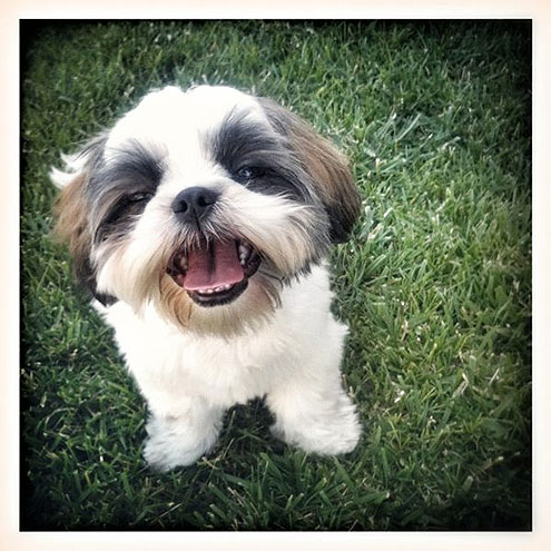 The Cutest Pets on Twitter This Week!
