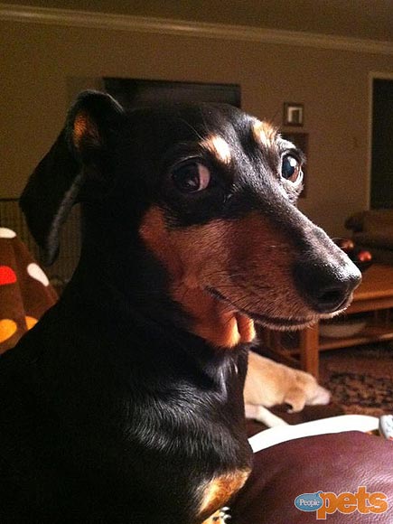 The Cutest Pets on Twitter This Week!