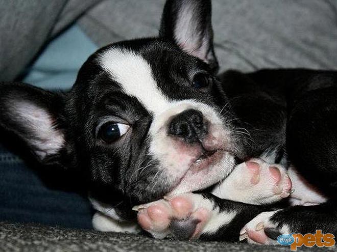 The Cutest Pets on Twitter This Week!