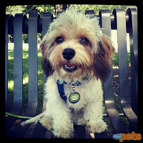 The Cutest Pets on Twitter This Week!