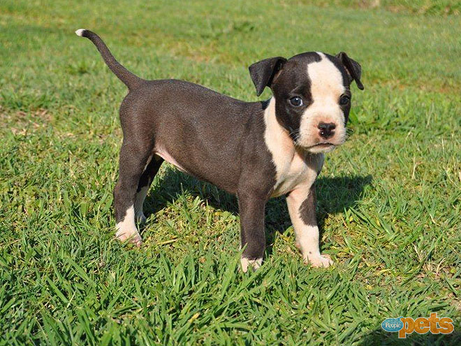 The Cutest Pets on Twitter This Week!