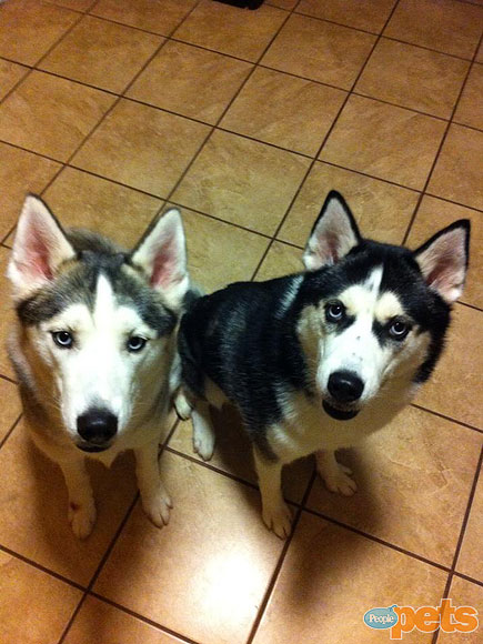 The Cutest Pets on Twitter This Week!
