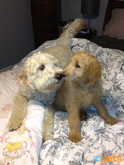 The Cutest Pets on Twitter This Week!