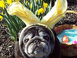Hop to It! Adorable Easter Pets
