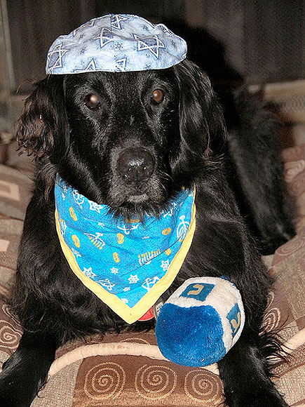 L'Chaim! Hanukkah Pets