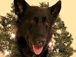 Ho-Ho-Holiday Pets!