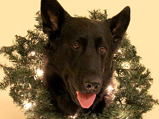 Ho-Ho-Holiday Pets!