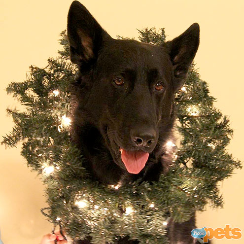 Ho-Ho-Holiday Pets!