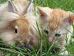 Bunnies! Bunnies! Bunnies!