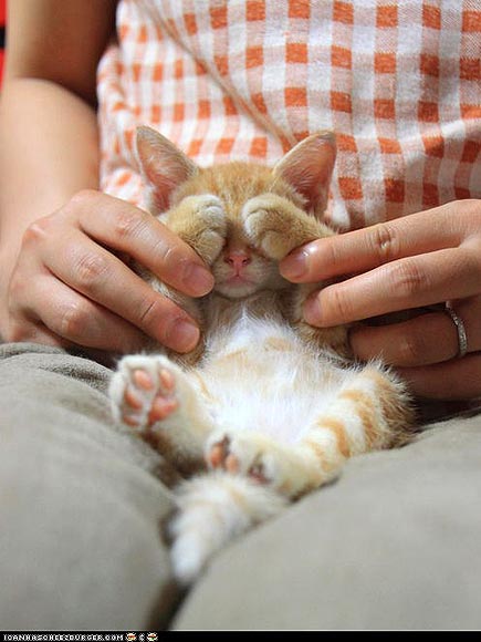 5 Precious Peekaboo Kitties