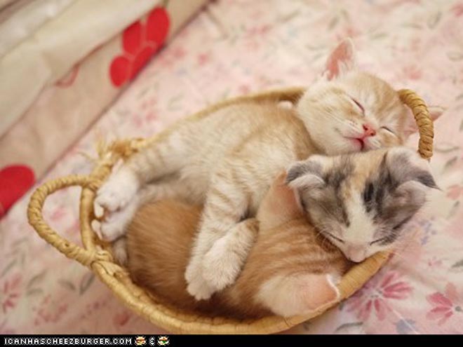 PHOTOS: Kittens So Precious It Hurts