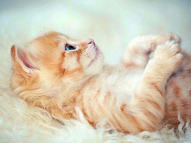 PHOTOS: Kittens So Precious It Hurts