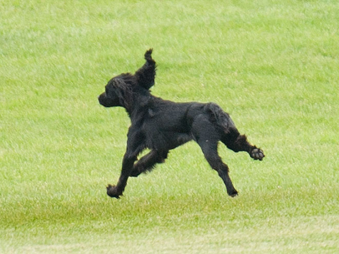 Will & Kate's Little One: Lupo!