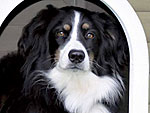 Get 10% Off the Latest Pet Finds