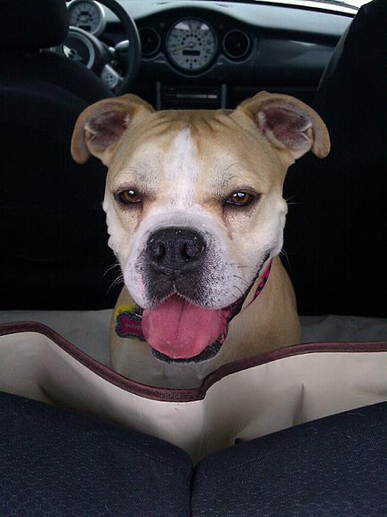 7 (Four-Legged) Reasons to Be Thankful