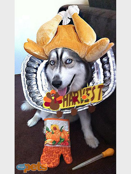 Gobble, Gobble! Pets Go Wild for Turkey Day