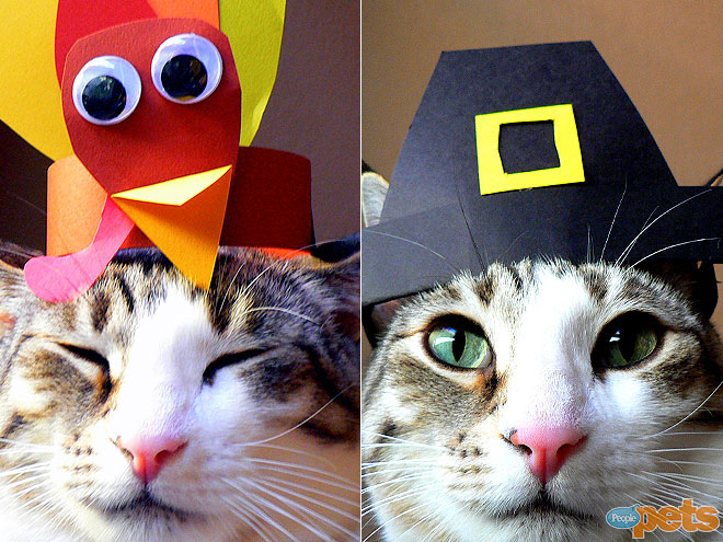 Gobble, Gobble! Pets Go Wild for Turkey Day