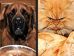 Pet vs. Turkey: 22 Hungry Stare-Downs