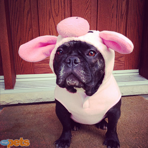 Wild Disguises! Dogs Dressed as Other Animals