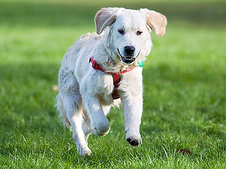 Strangers Give Blind Dog Gift of Sight for Christmas