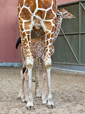 Meet One of the World's Newest Giraffes!