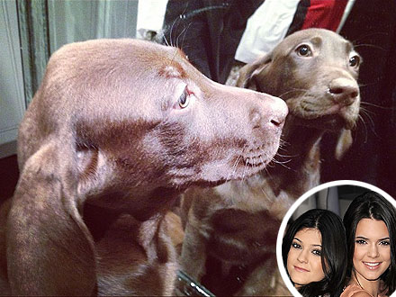 Kendall Kylie Jenner on Kendall Jenner Kylie Jenner Get Christmas Puppies People Com