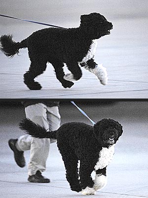 Bo Obama Sprints Across the Tarmac!