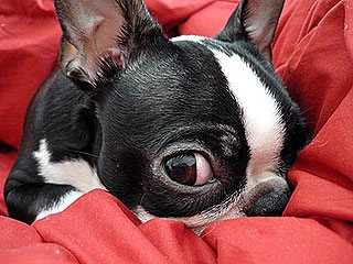 What's the Best Pet Photo You've Taken?
