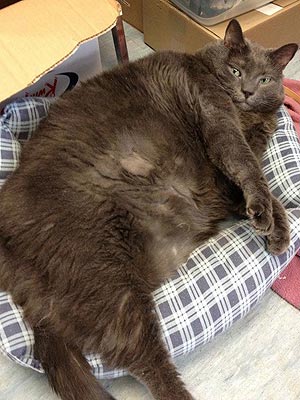 Cat Abandoned in Box Weighs More Than 30 Lbs.