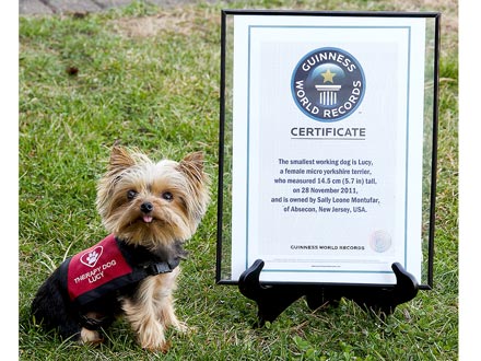 The Water Bowl: Meet the World's Smallest Working Dog!
