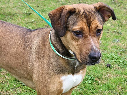 Adopt Me! Shasta Is a Glass Half Full Kind of Girl