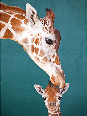 Cute Photos: Baby Giraffe Enjoys Time with Mom