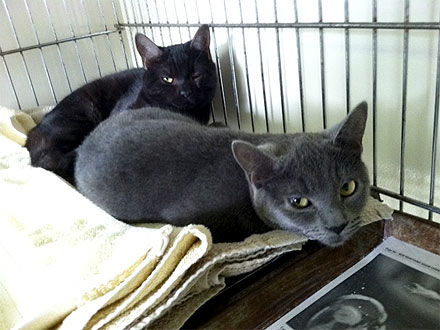 Adopt Us! Mel & Buck Are Learning to Trust Again