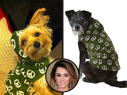 Miley Cyrus's Clothes for Dog Lila: Where to Buy